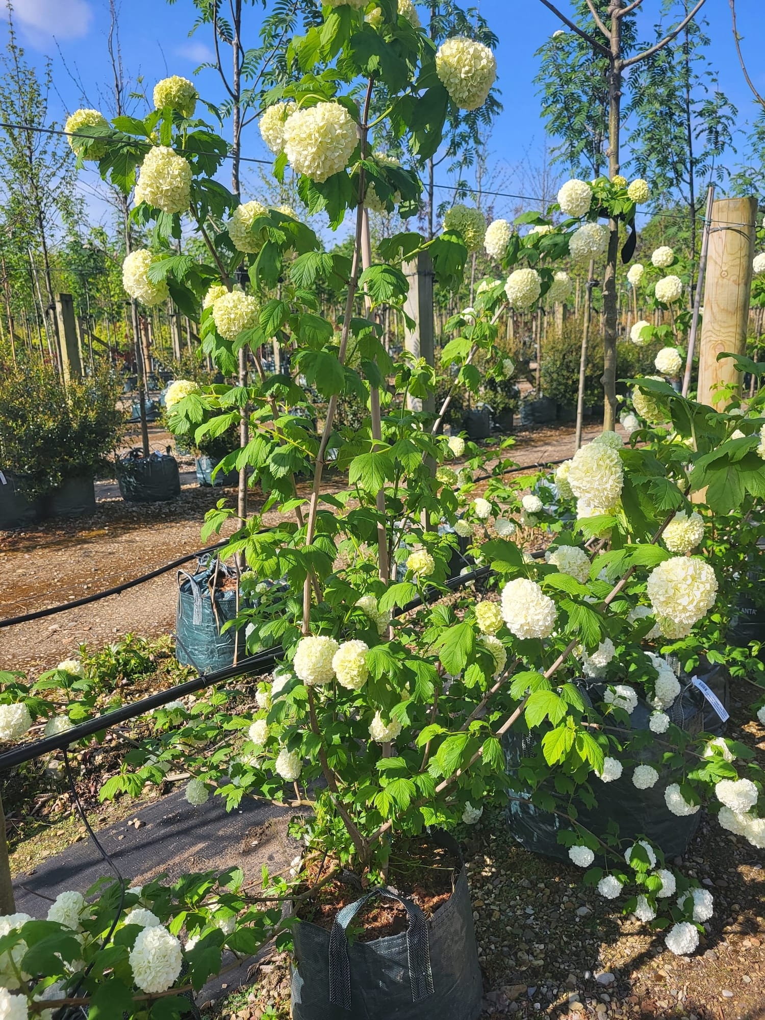 Viburnum opulus Roseum