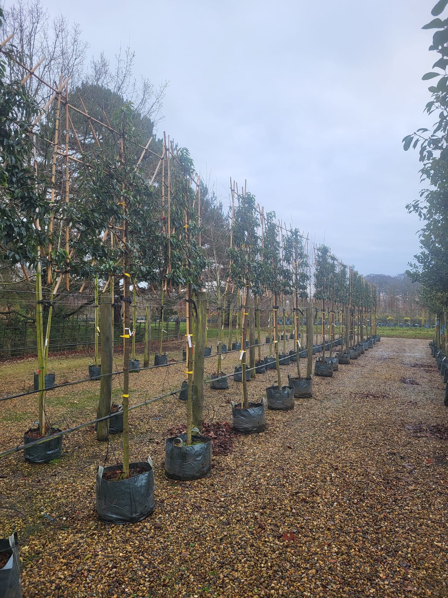 Pleached Portuguese Laurel